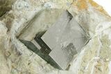 Six Shiny Natural Pyrite Cubes in Rock - Navajun, Spain #325112-3